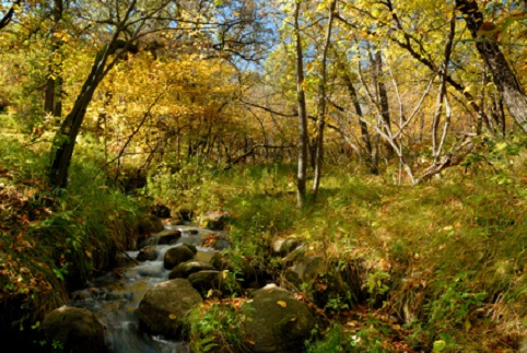 Little Yellowstone Woods